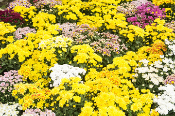 Group of colorful flowers ,Colorful flowers background