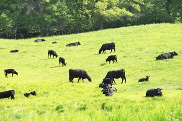 Fototapeta na wymiar Cattle on the Hill