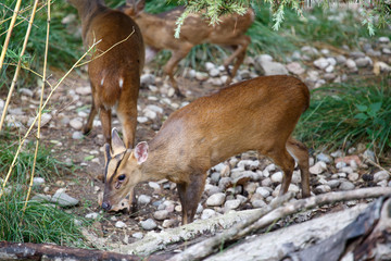 Herd of Reeves's muntjac grazing