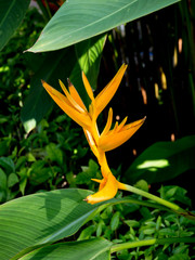 bird of paradise flower