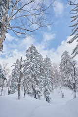 冬の大雪山・旭岳 天女ヶ原湿原登山道
