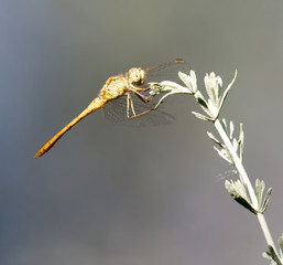 dragonfly in nature