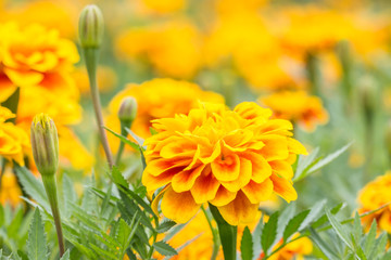 Orange flowers, French marigolds.