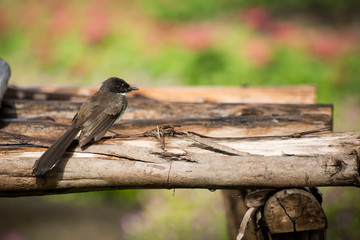 The little bird sitting on timber (colorful background)