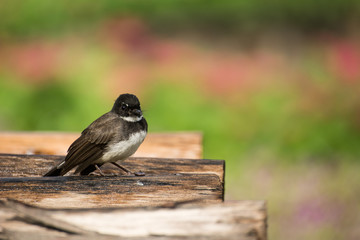 The little bird sitting on timber (colorful background)