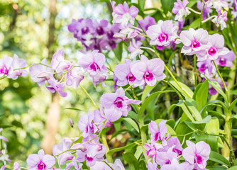 Abstract blurred background of purple orchids, Dendrobium.