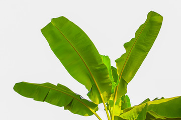 Banana tree green leaves