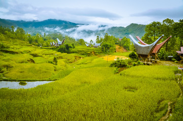 Morning fog in Toraja