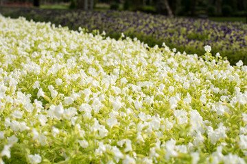 White flowers in the garden