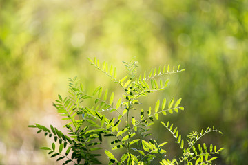 grass fern in nature