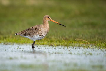 Black-tailed Godwit