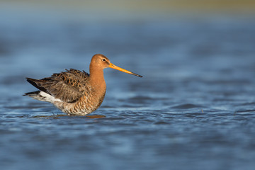 Black-tailed Godwit
