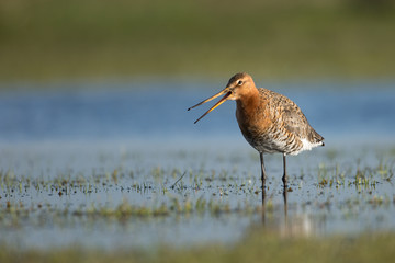 Black-tailed Godwit