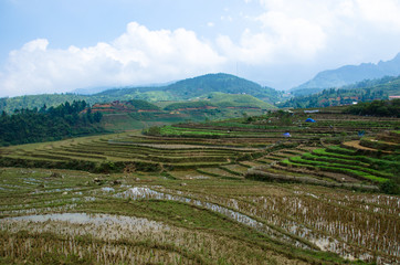 Fototapeta premium rizières en terrasse - Sa Pa - Vietnam