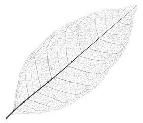 ossature de feuille morte, fond blanc