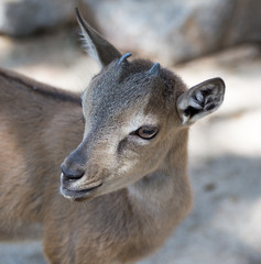 Portrait of a goat in the zoo