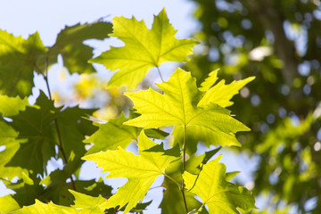 the leaves on the tree in nature