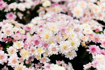 Colorful Zinnia Flower