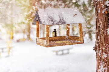 Great tit sits on feeder covered snow in winter forest.