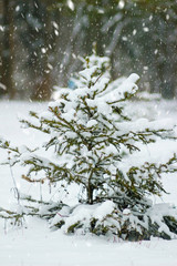 Small green fir tree covered by snow in snowfall, cold winter day.