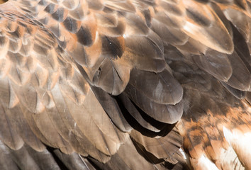 eagle feathers on the wing as a background