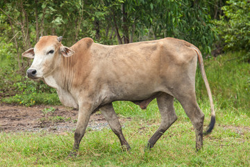 cow, ox  in the green field 