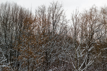 black trees covered by white snow in winter, nature winter background.