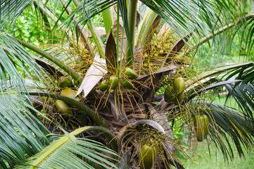 The top of palm trees with coconut fruits closeup. Shooting in t