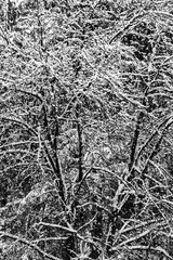 black trees covered by white snow in winter, abstract background.