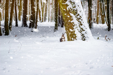 One red squirrel under tree, on white snow in park, snowfall, winter season.