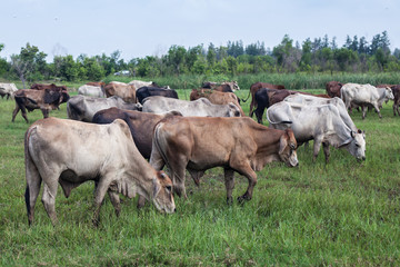 Obraz premium cow, ox and buffalo in the green field 