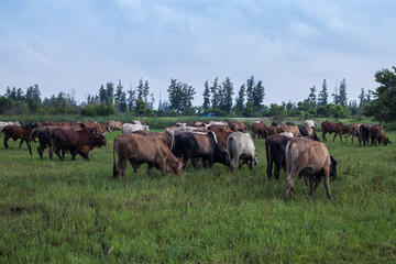 Fototapeta na wymiar cow, ox and buffalo in the green field