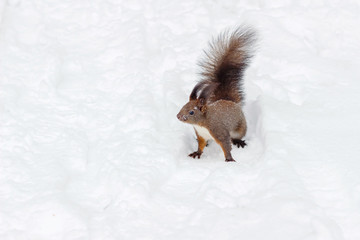 One red squirrel on the white snow in winter season.