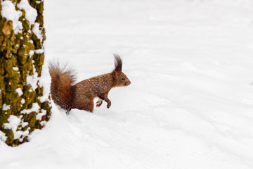 One red squirrel under tree, on white snow in park, winter season.