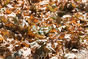 autumn leaves on the ground