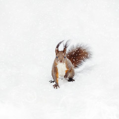One red squirrel on the white snow in snowfall winter season.