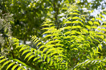 the leaves on the tree in nature