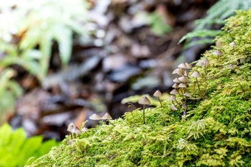 Mushroom and moss in the forest.