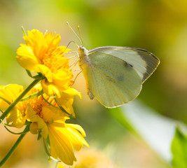 butterfly on yellow flower