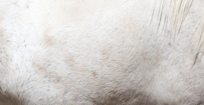 Skin White Horse As A Background