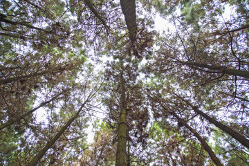 Look up in a dense pine forest