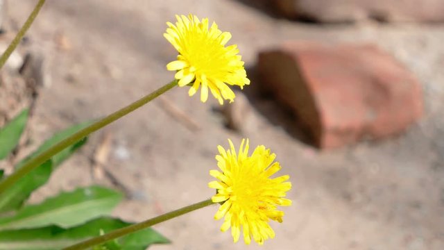 Two dandellion flowers in city