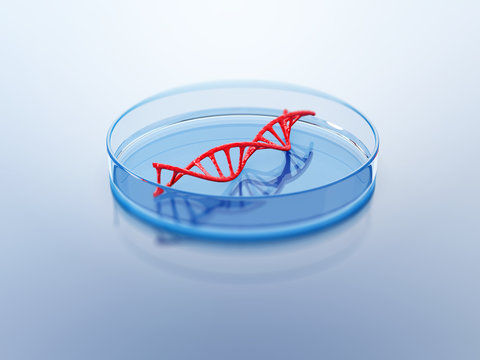 DNA Structure In The Petri Dish.