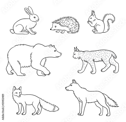 &quot;Set of vector forest animals in contours&quot; obrazów