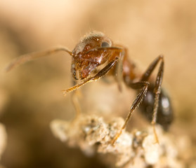little ant in nature. super macro
