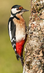 pájaro carpintero europeo,dendrocopos major