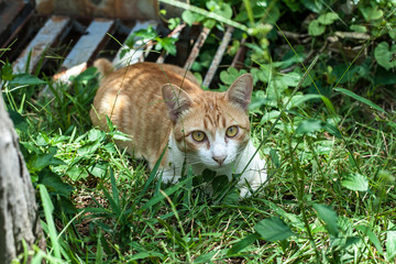 Naklejka na ściany i meble Cat in the Green grass 