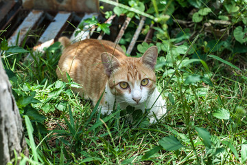 Cat in the Green grass 