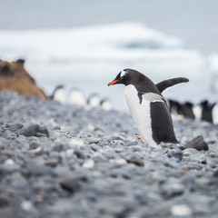 Fototapeta premium Penguin walk on the islands