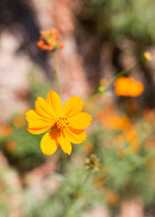 orange flower in nature